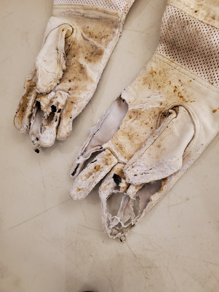A set of shredded leather beekeeping gloves that show the damage caused by mice. 